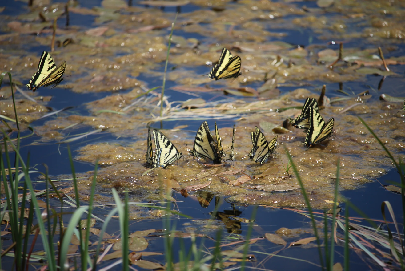 Butterflies at a spring