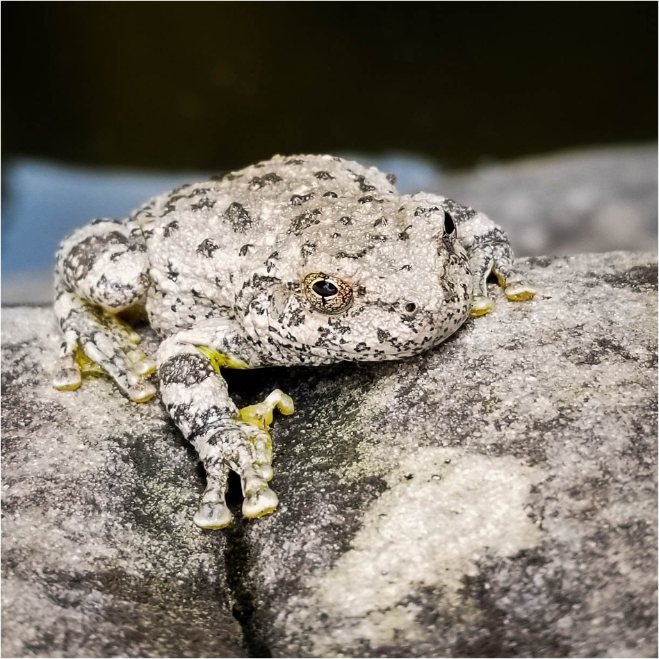 Spring-associated amphibian