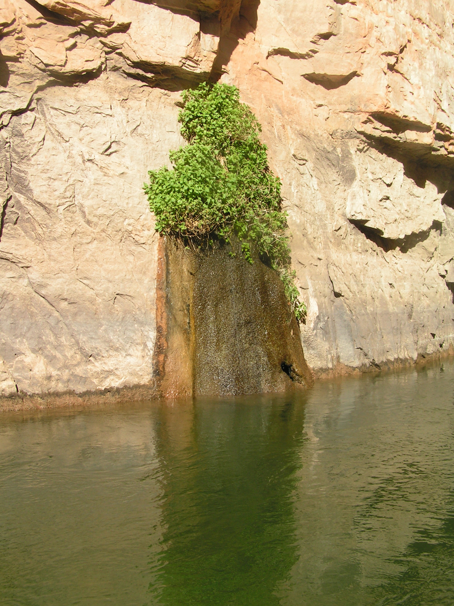 Spring emerging from canyon wall